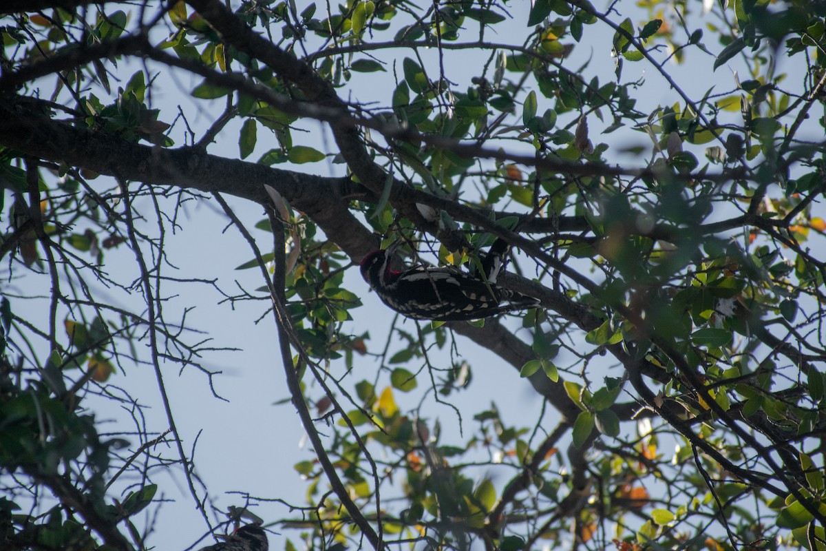 Red-naped Sapsucker - ML512308761