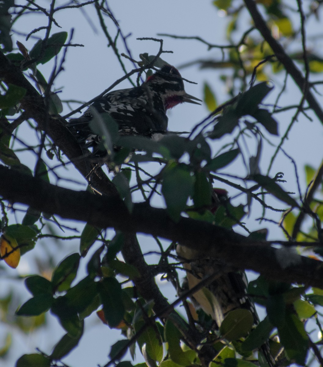 Red-naped Sapsucker - ML512308771