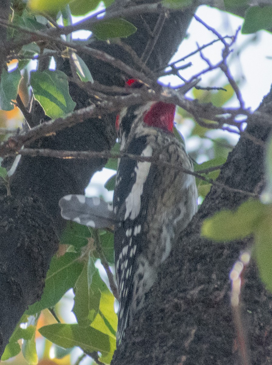 Red-naped Sapsucker - ML512308791