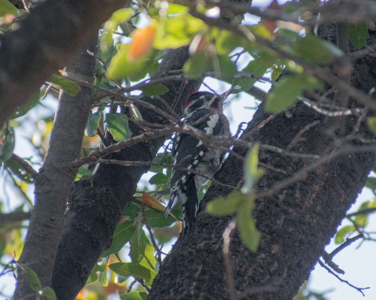 Red-naped Sapsucker - ML512308801