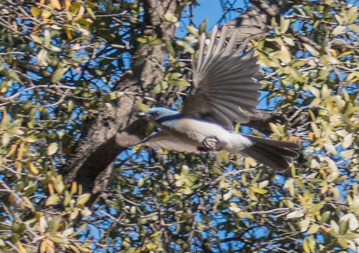 Mexican Jay - ML512308921