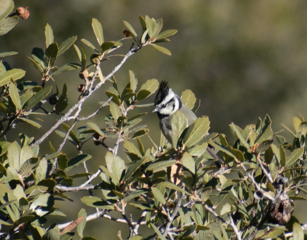 Bridled Titmouse - ML512309011