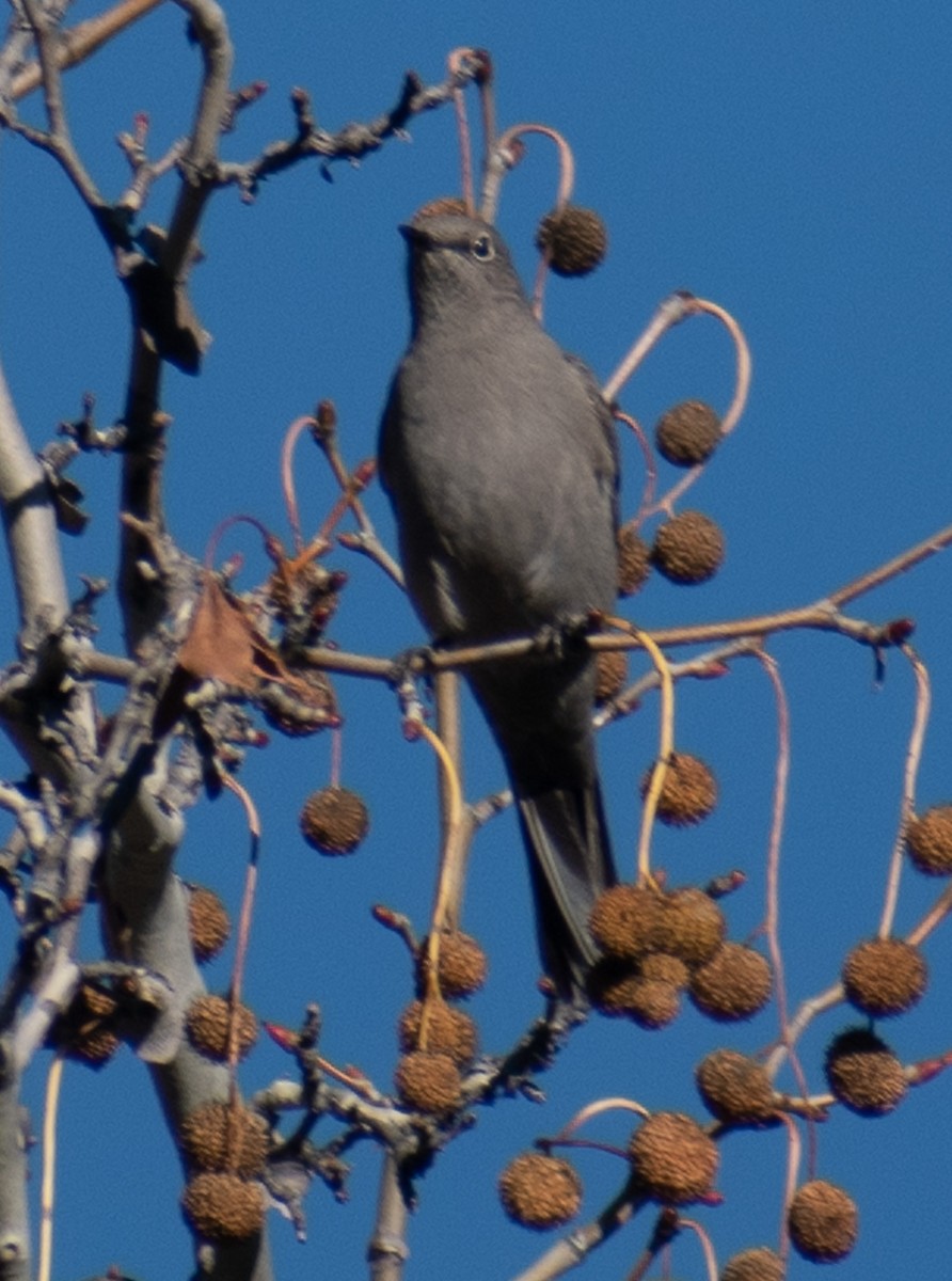 Townsend's Solitaire - ML512309041