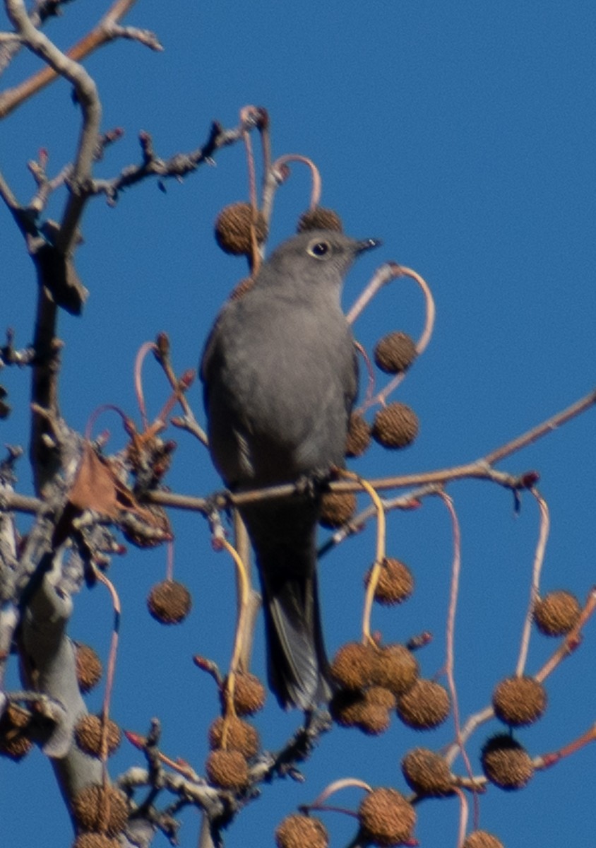 Townsend's Solitaire - ML512309061