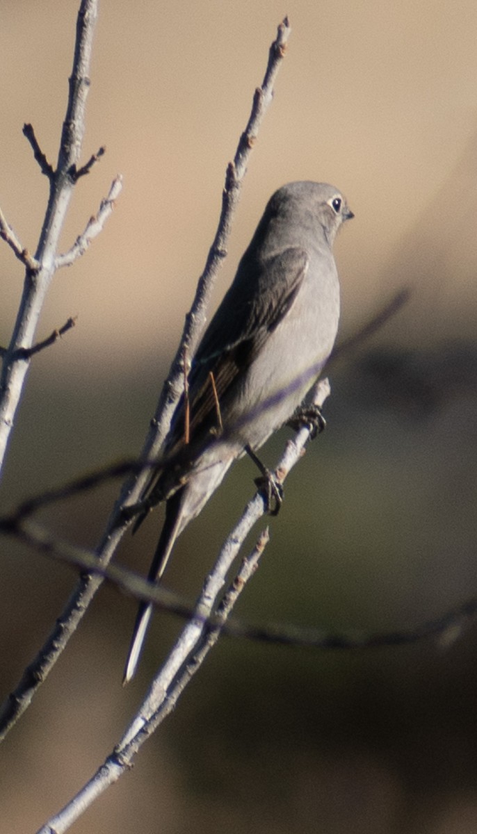Townsend's Solitaire - ML512309071