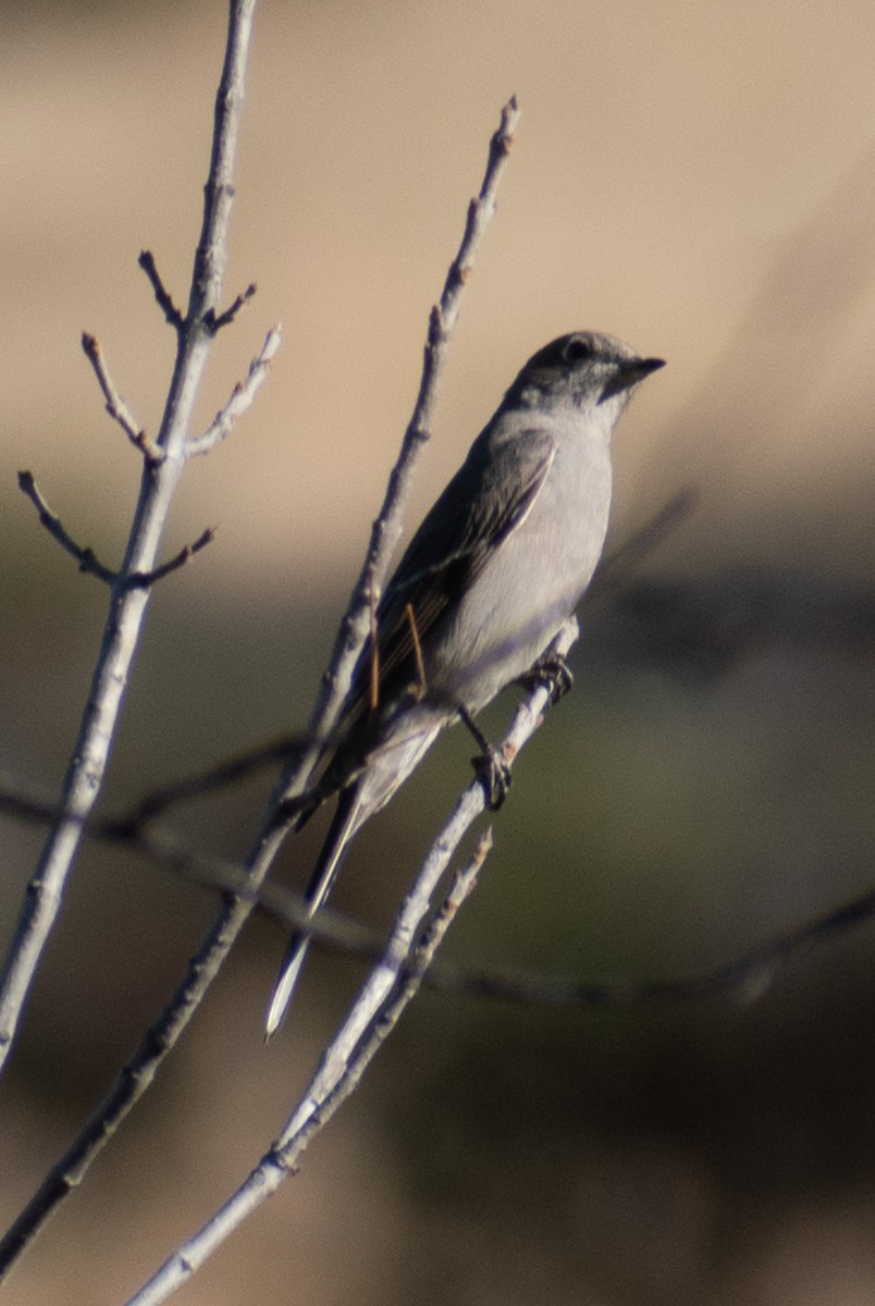 Townsend's Solitaire - ML512309091