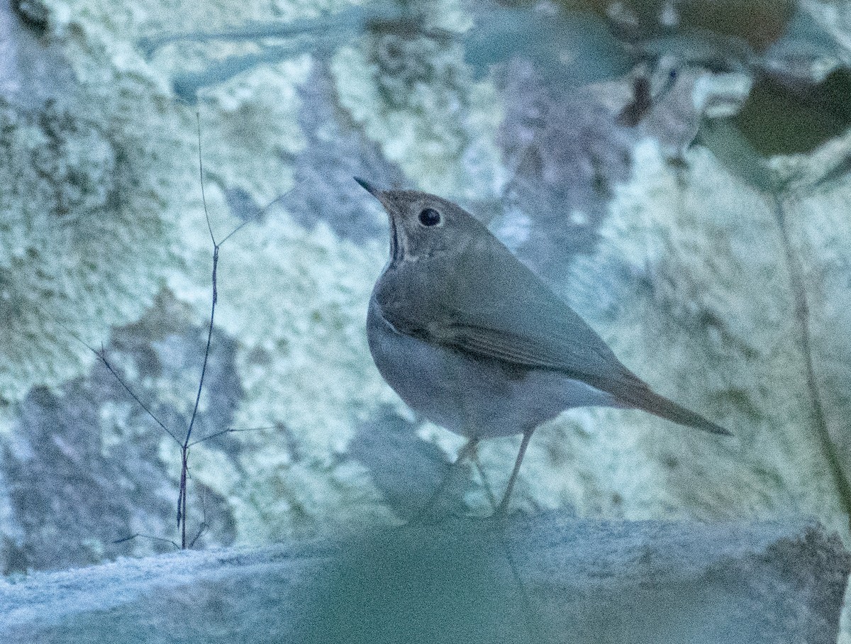 Hermit Thrush - ML512309171