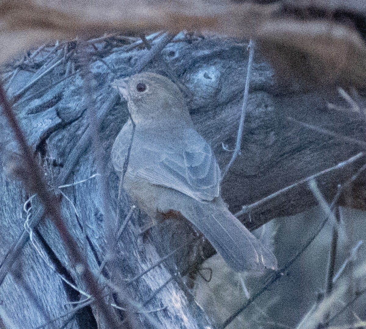 Canyon Towhee - ML512309201