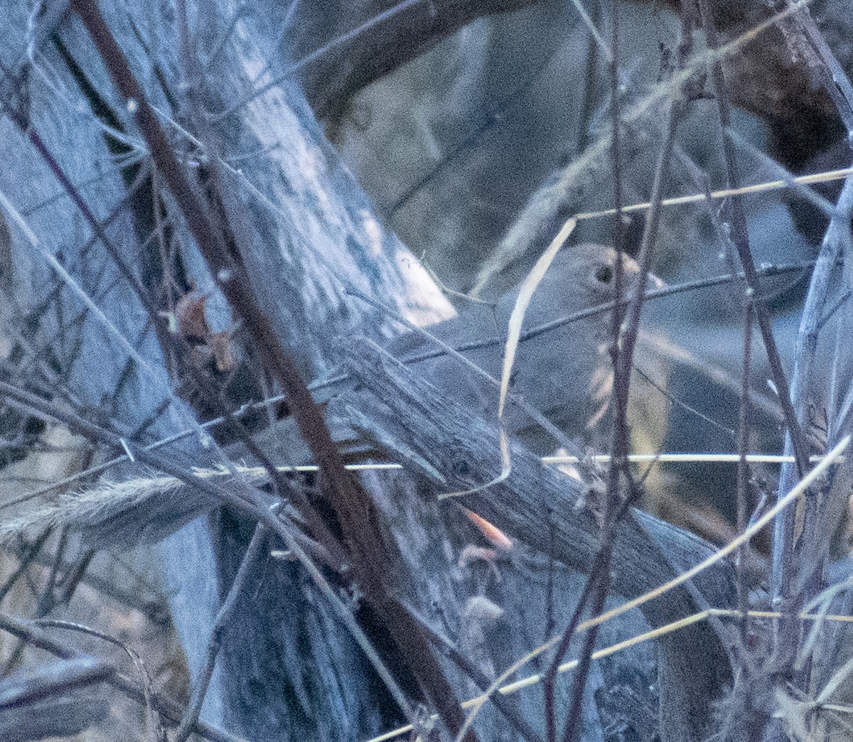 Canyon Towhee - ML512309211