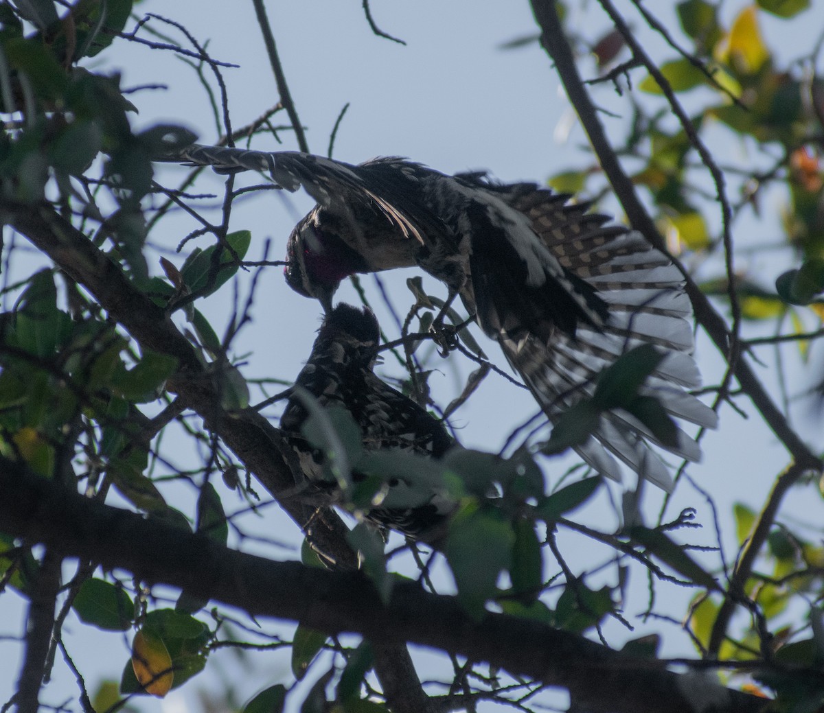 Red-naped Sapsucker - ML512309311