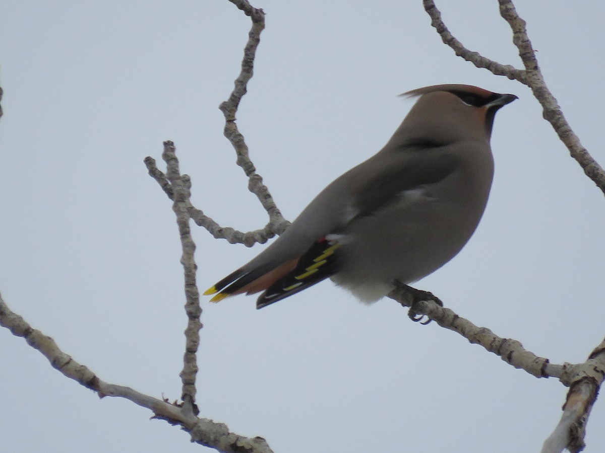 Bohemian Waxwing - ML512311531