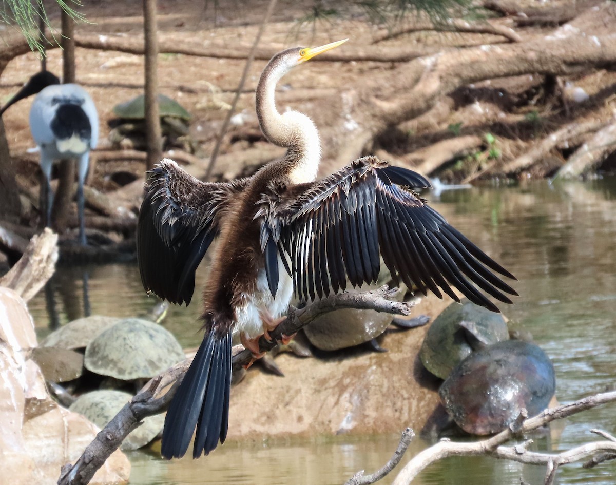 Australasian Darter - ML512311811