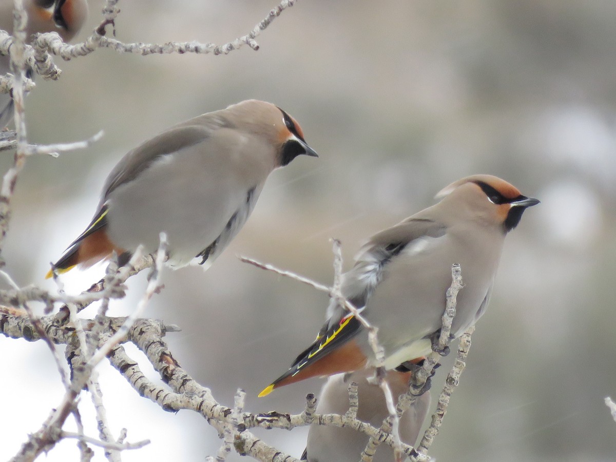 Bohemian Waxwing - ML512312911