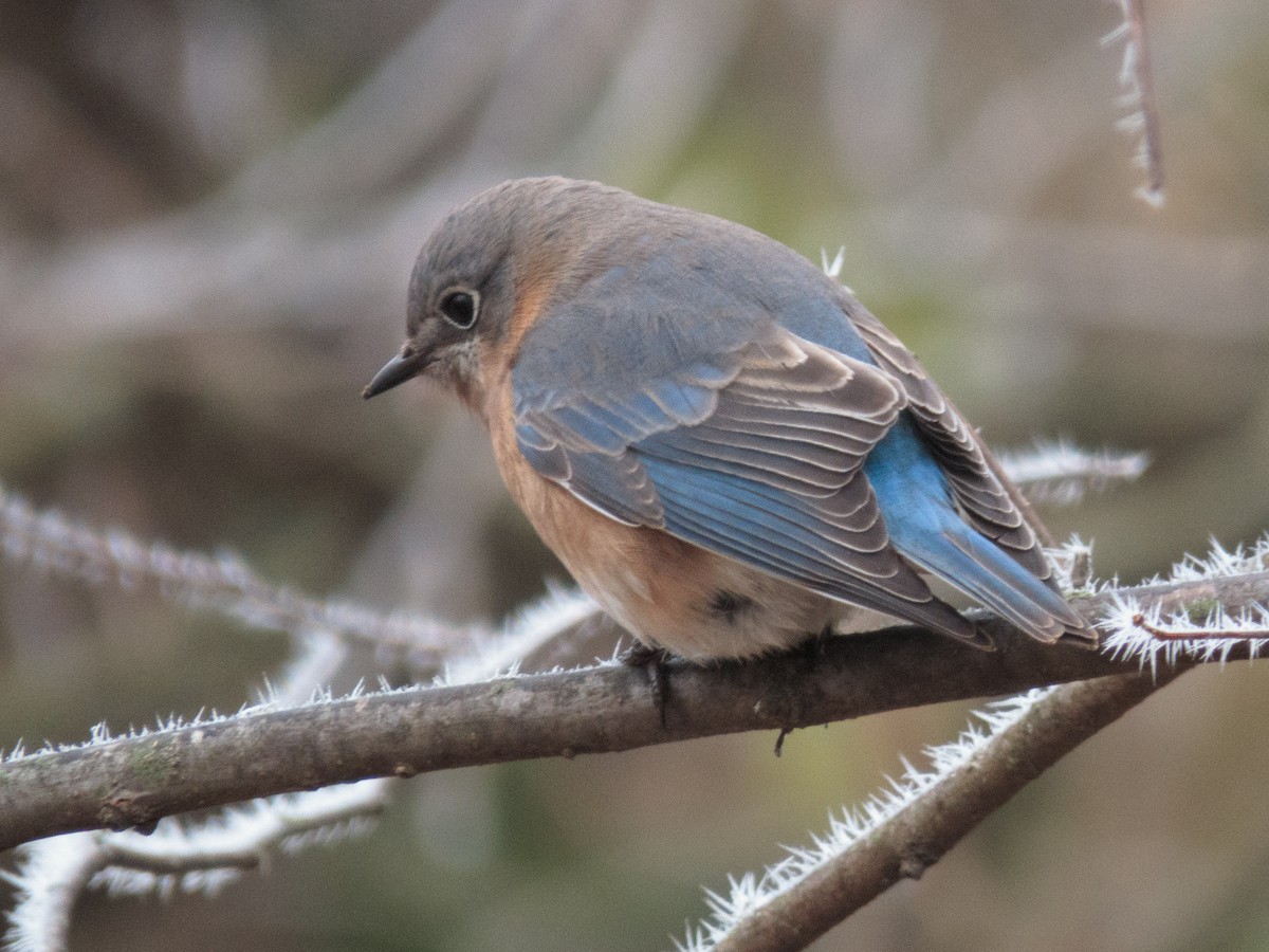 Eastern Bluebird - ML512313661