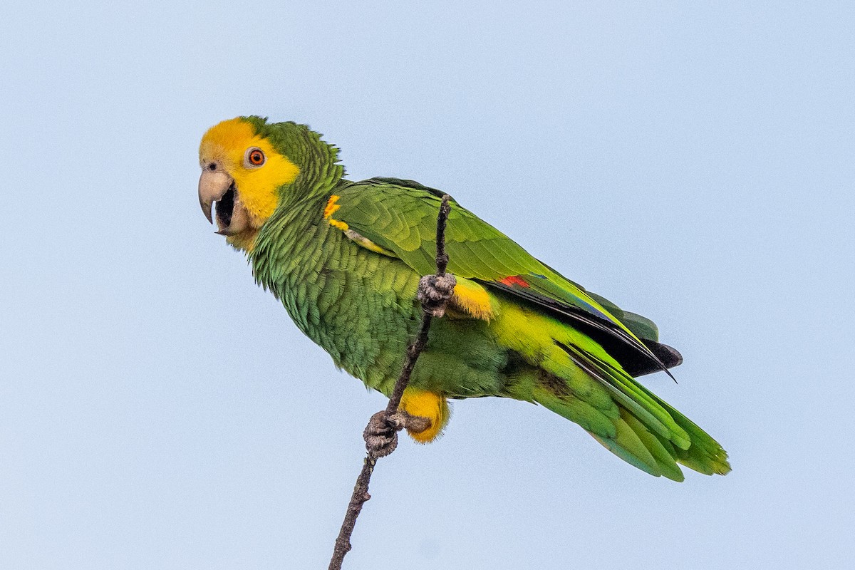 Yellow-shouldered Parrot - Ethan Landreville