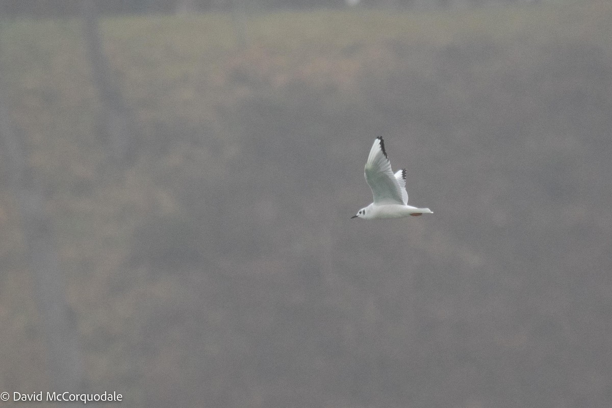 Bonaparte's Gull - ML512313911