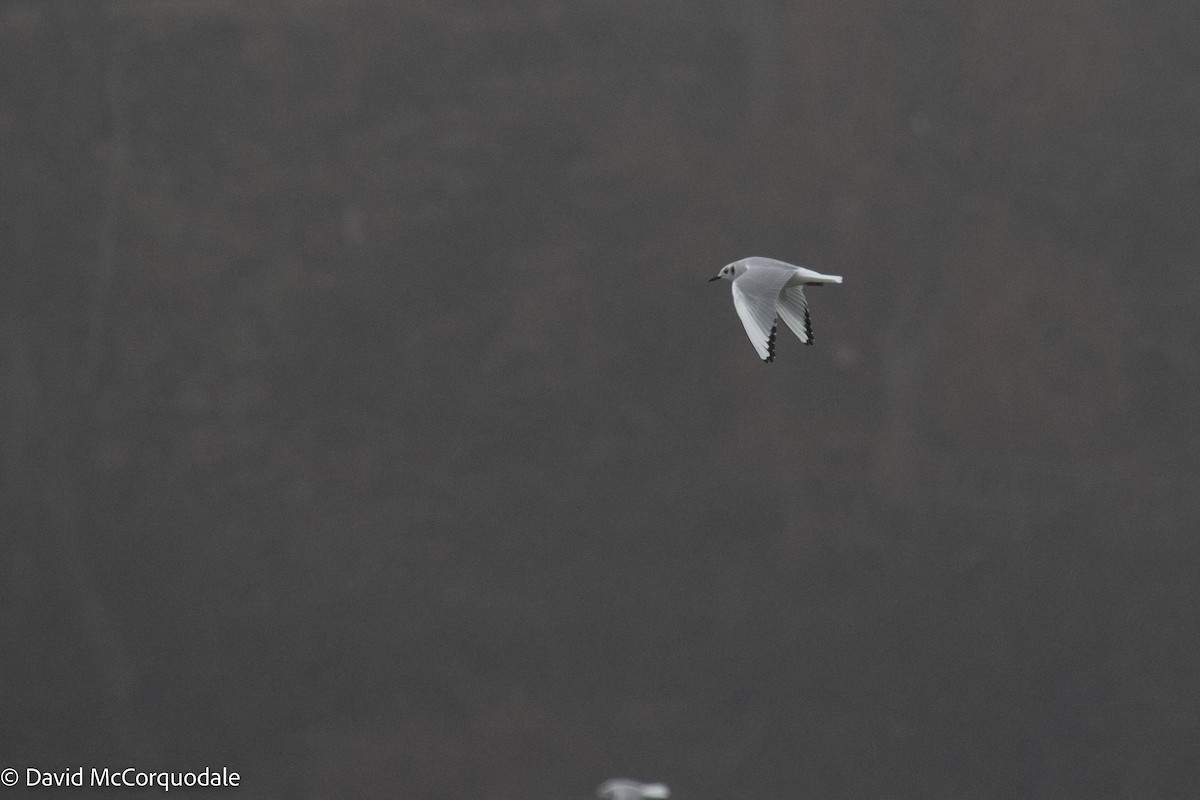 Bonaparte's Gull - ML512313921