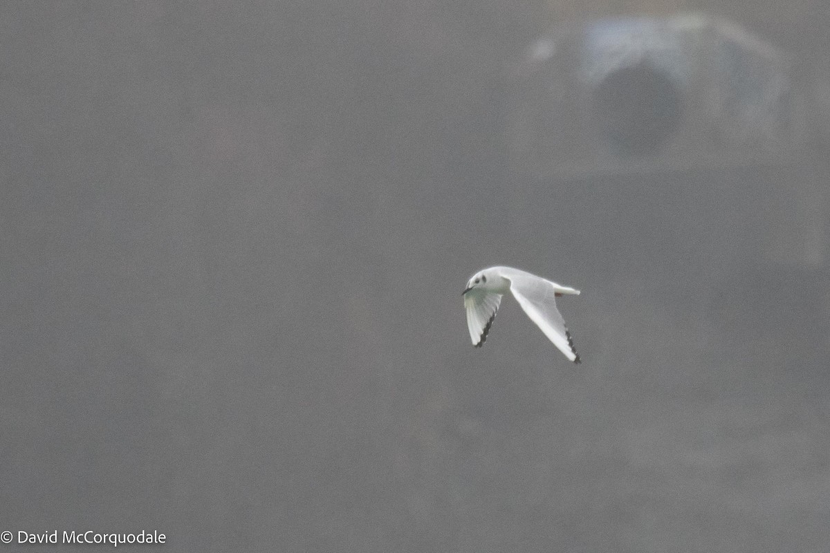 Bonaparte's Gull - ML512313931