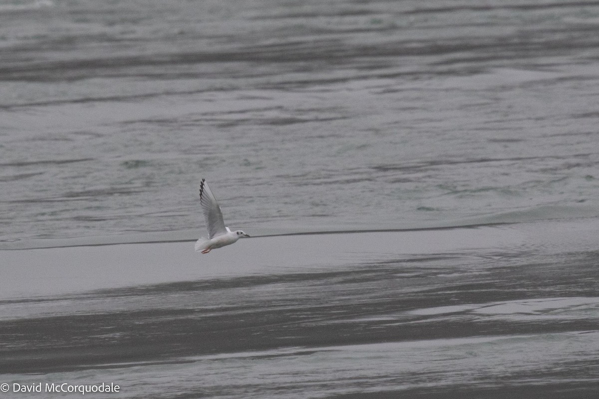 Bonaparte's Gull - ML512313941