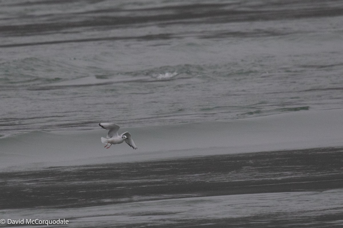 Bonaparte's Gull - ML512313951