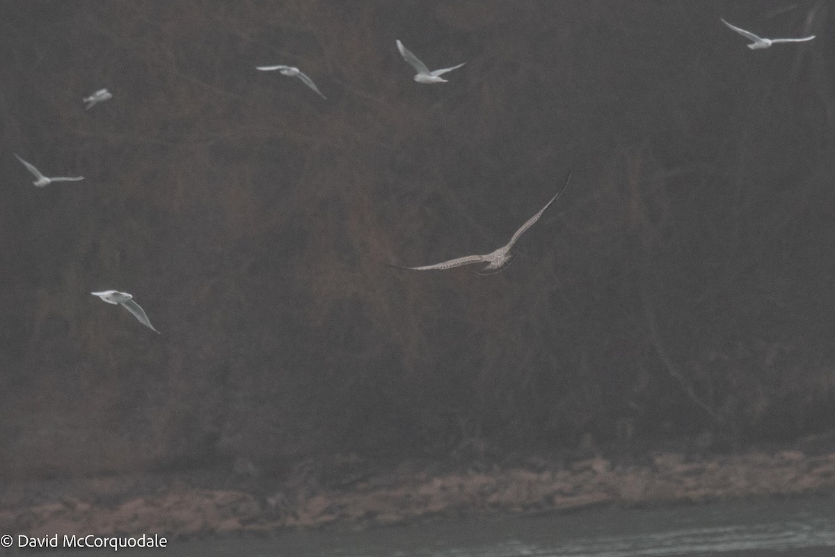 Herring Gull (American) - ML512314141