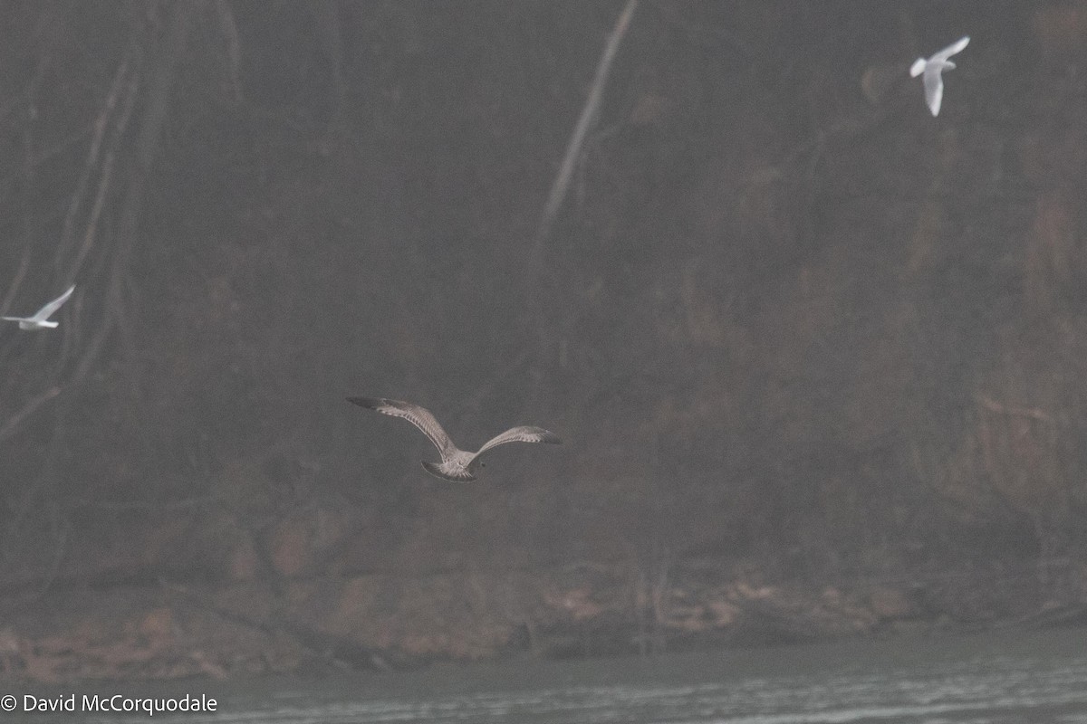 Herring Gull (American) - ML512314151