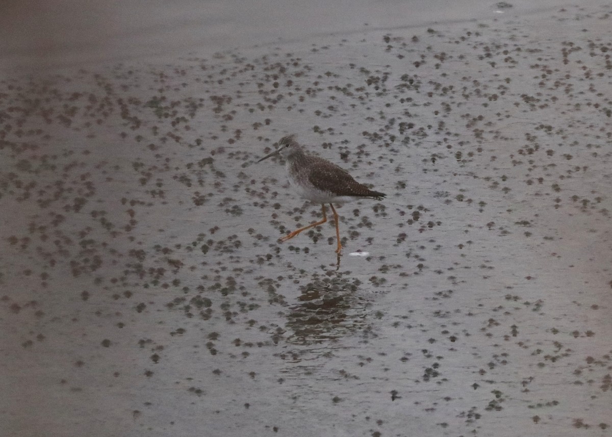 Greater Yellowlegs - ML512314291