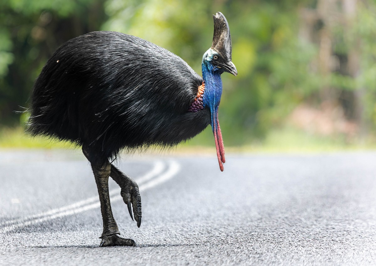 Southern Cassowary - Zebedee Muller