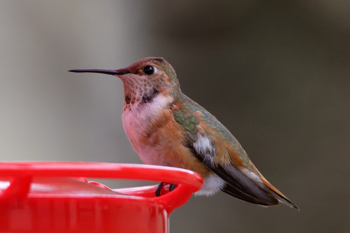 Rufous Hummingbird - ML512317941