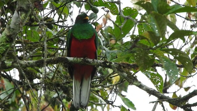 Crested Quetzal - ML512318901