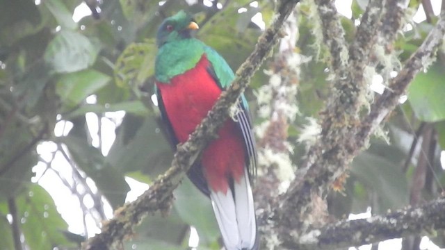 Crested Quetzal - ML512318931