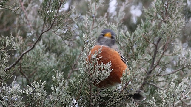 American Robin - ML512320101