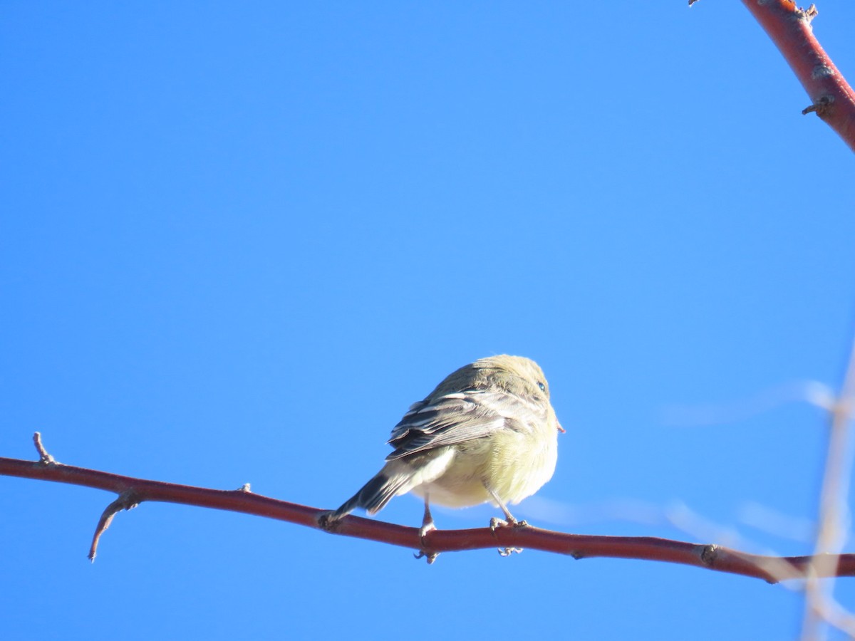 Lesser Goldfinch - ML512321041