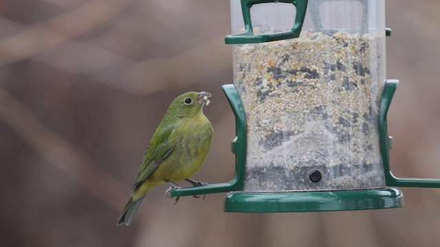 Painted Bunting - ML512321931