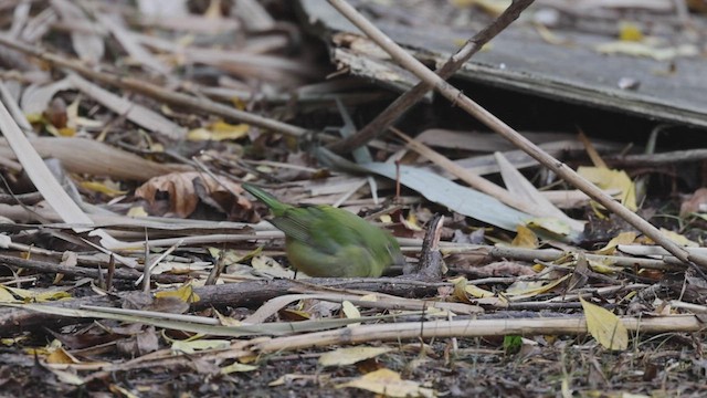 Painted Bunting - ML512322751