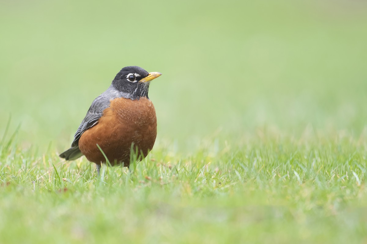 American Robin - ML512322771