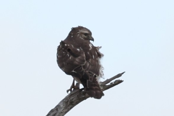 Red-shouldered Hawk - ML512323231