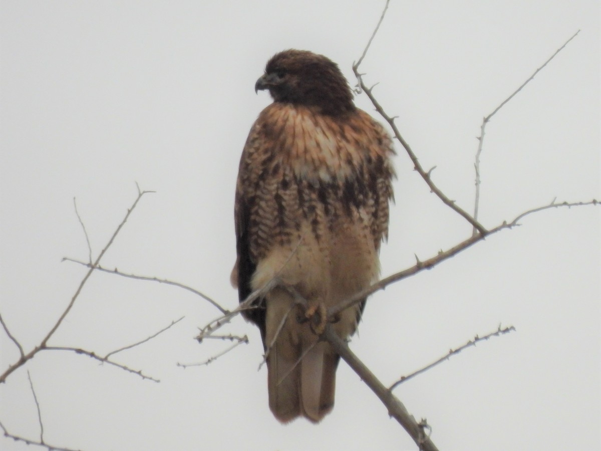 Red-tailed Hawk - ML512324521