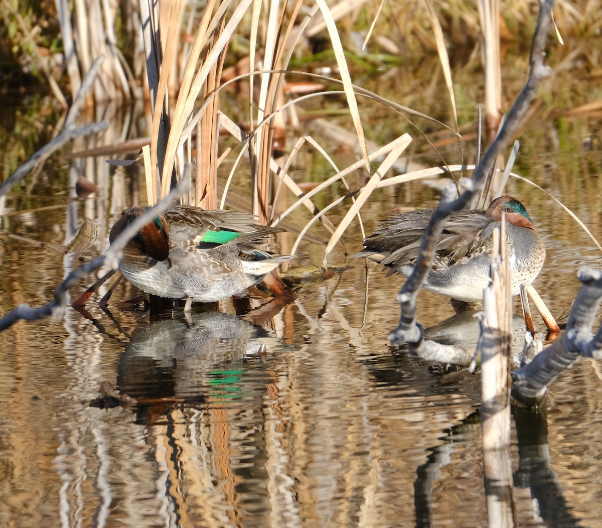 Green-winged Teal - ML512325091