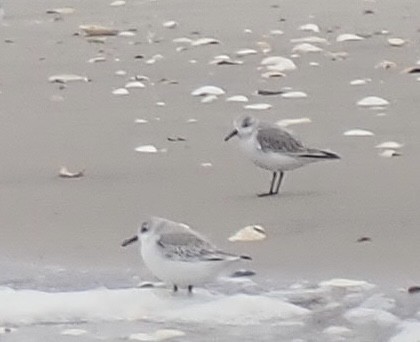 Sanderling - ML512327681