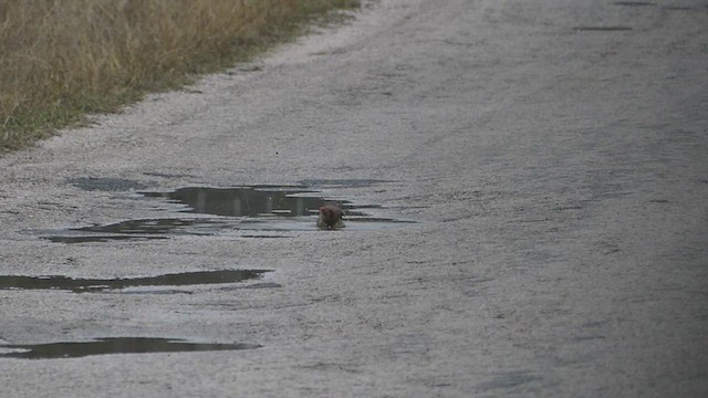 ショウジョウコウカンチョウ - ML512327711