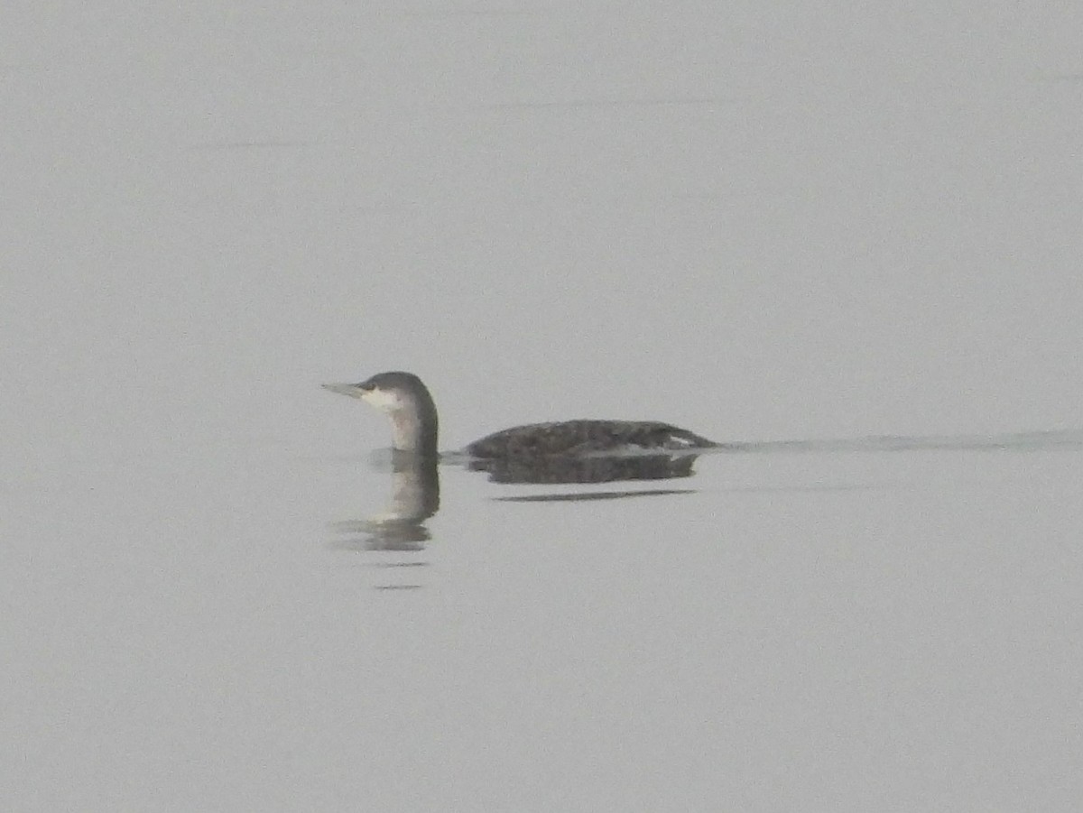 Red-throated Loon - ML512327771