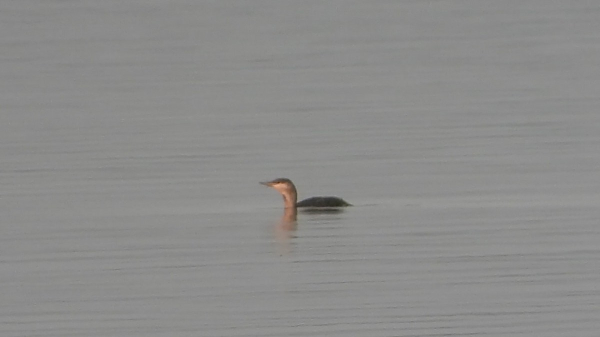 Red-throated Loon - ML512327791