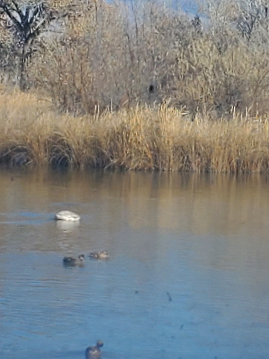 Tundra Swan - Virginia Davis