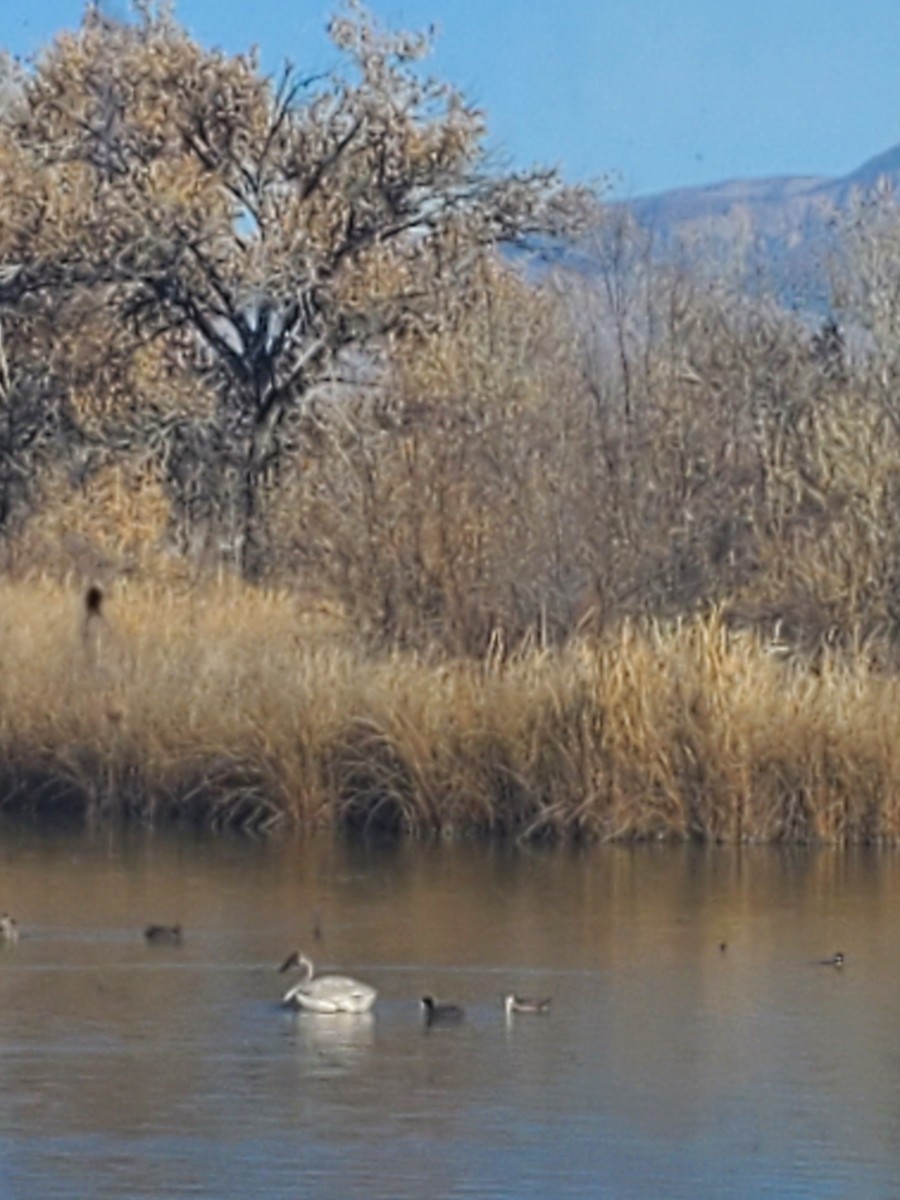 Tundra Swan - Virginia Davis