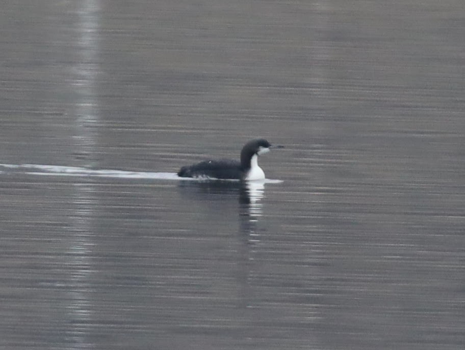 Pacific Loon - ML512329431