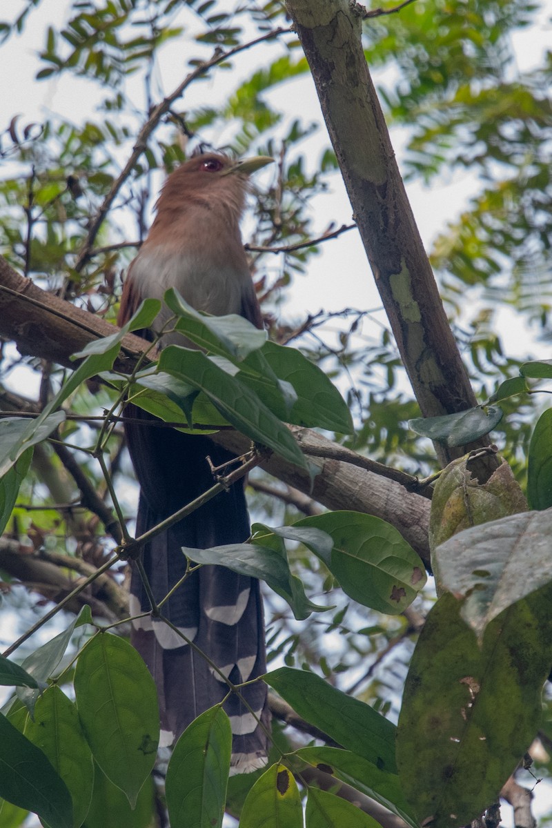 Squirrel Cuckoo (Amazonian) - ML512331031