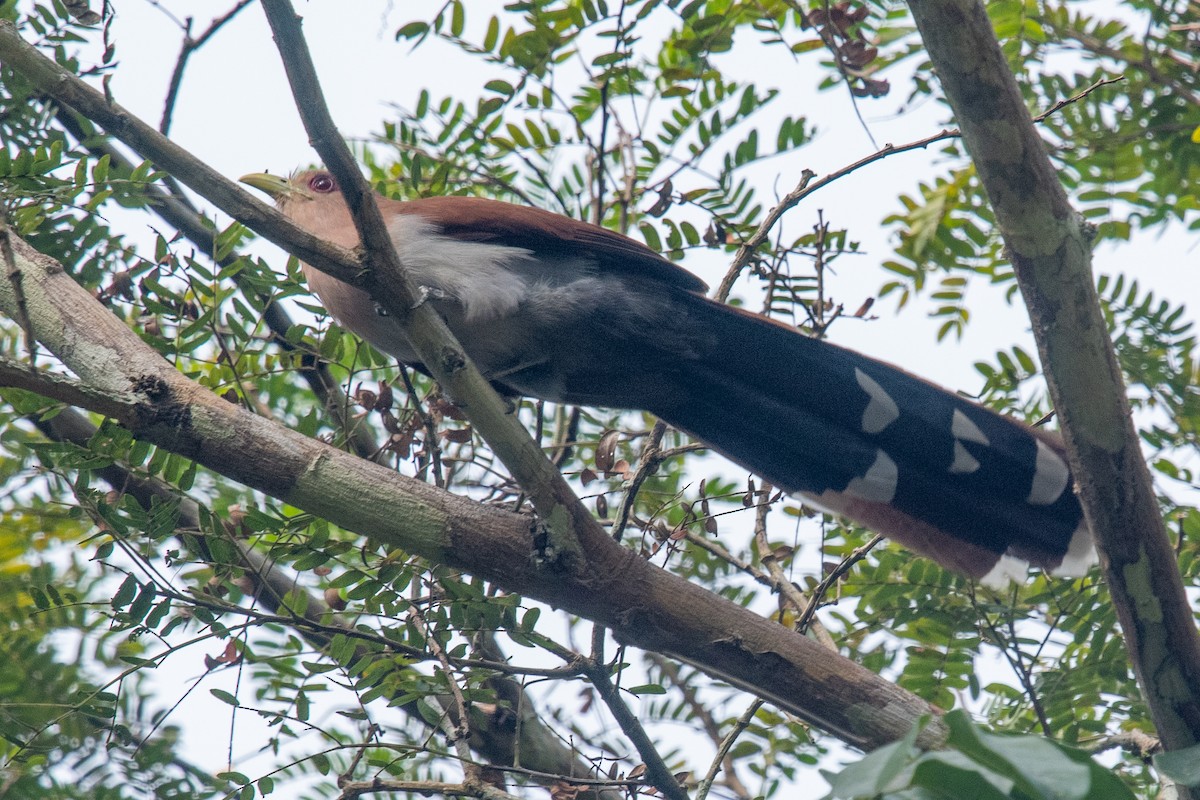 Squirrel Cuckoo (Amazonian) - ML512331041
