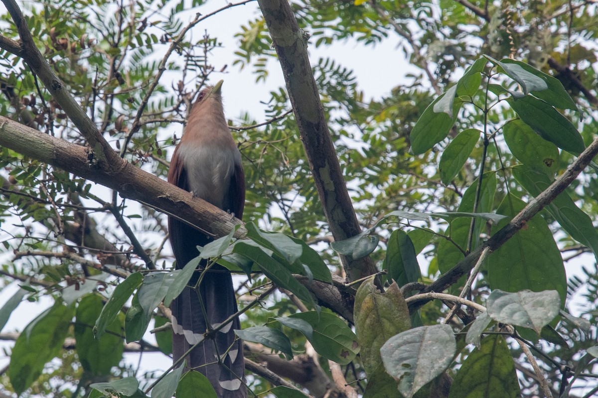 Squirrel Cuckoo (Amazonian) - ML512331051
