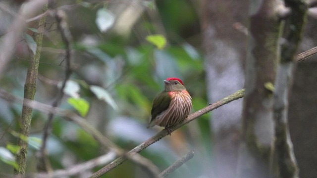 Striolated Manakin - ML512331801